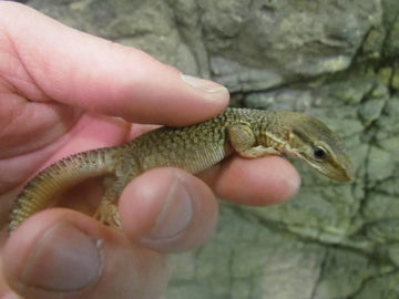 Storr's Monitors - Amazing Amazon